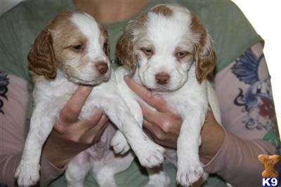 Brittany Puppies